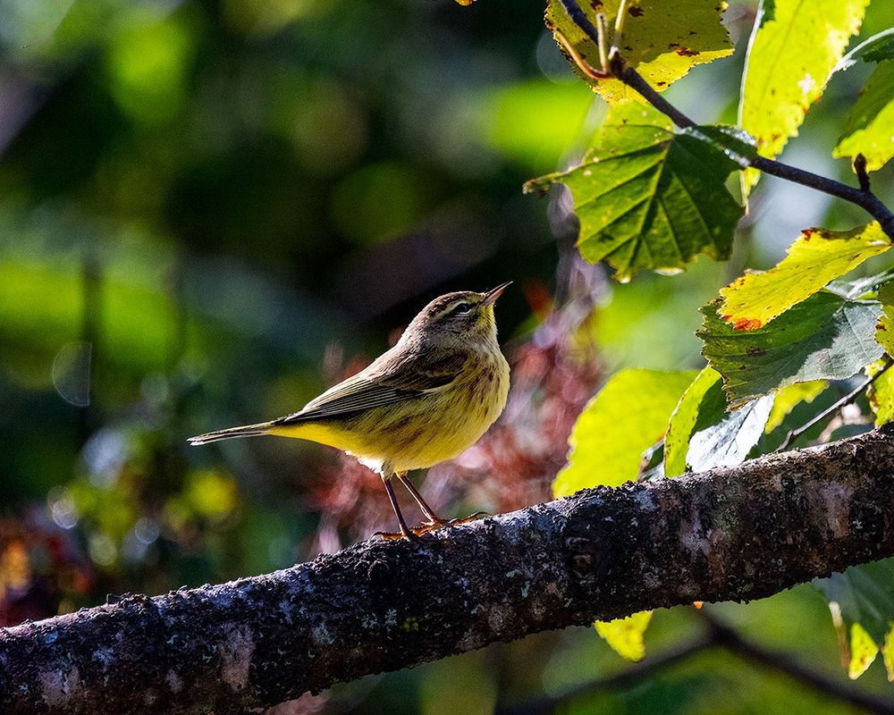 Palm Warbler