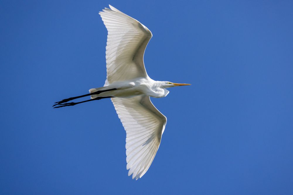White egret soaring through the blue sky of summer.