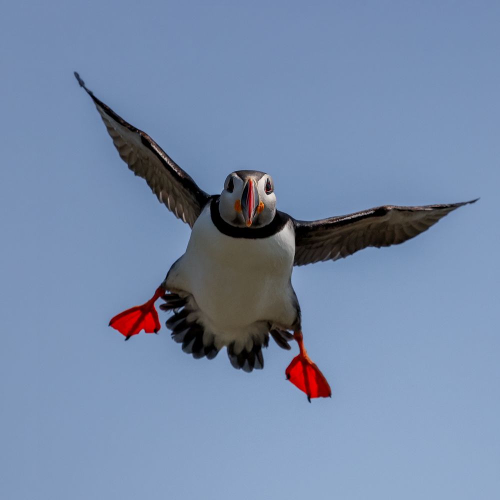 A smiling puffin flying through the sky