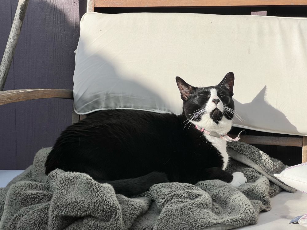 a tuxedo cat is laying on a towel on a patio bench. she is bathing in the sunlight coming down and her eyes are closed with her head tilted toward the light. she is very content.