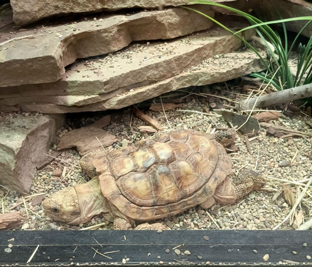 A tan and yellow pancake tortoise stretched out in gravel