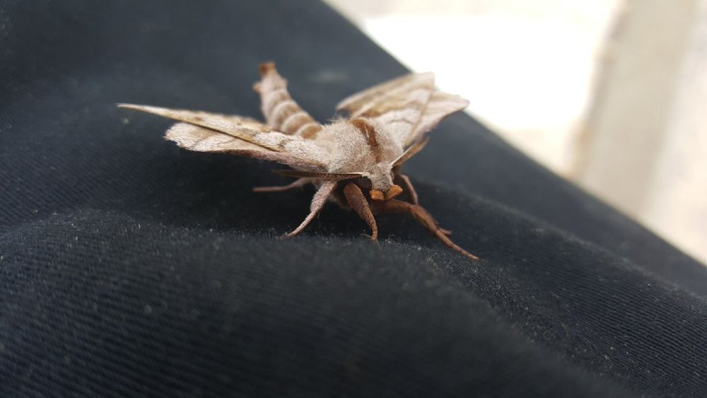 mouth (moth?)