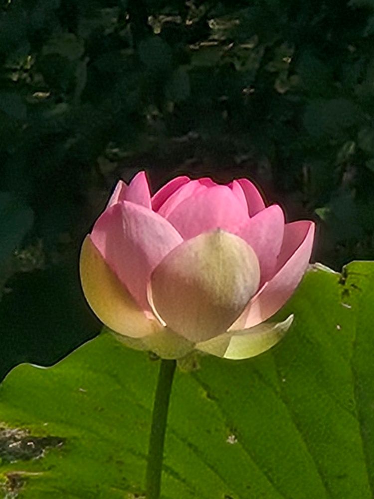 Lotus

