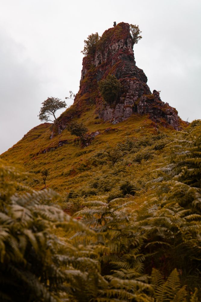 A person standing atop a boulder, with ferns in the foreground and an overall orange tone.