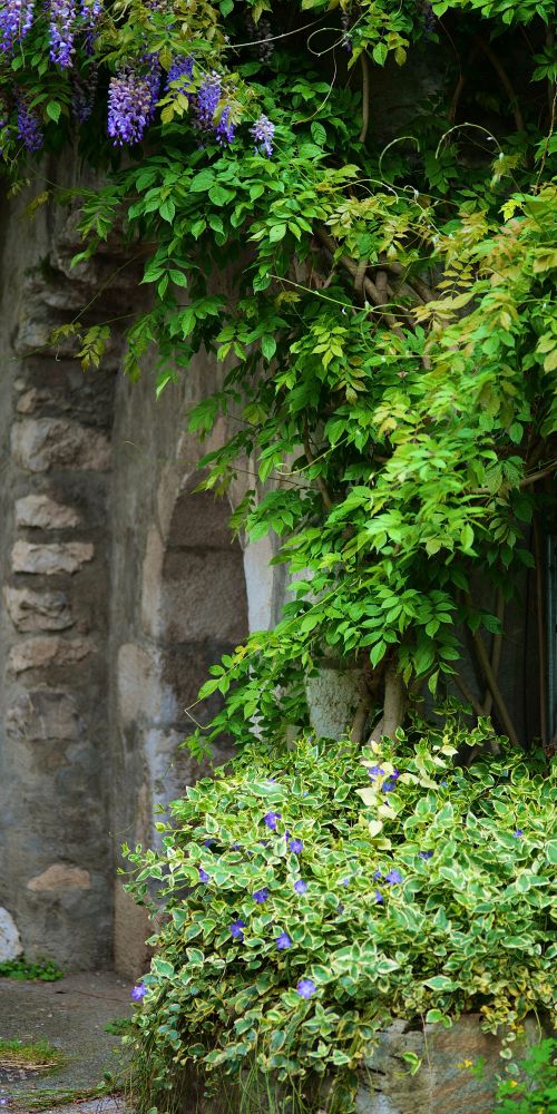 an old stone arch obergrown with plants and flowers