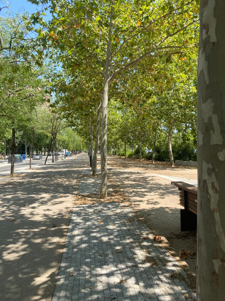 Paseo con árboles que sí dan sombra.