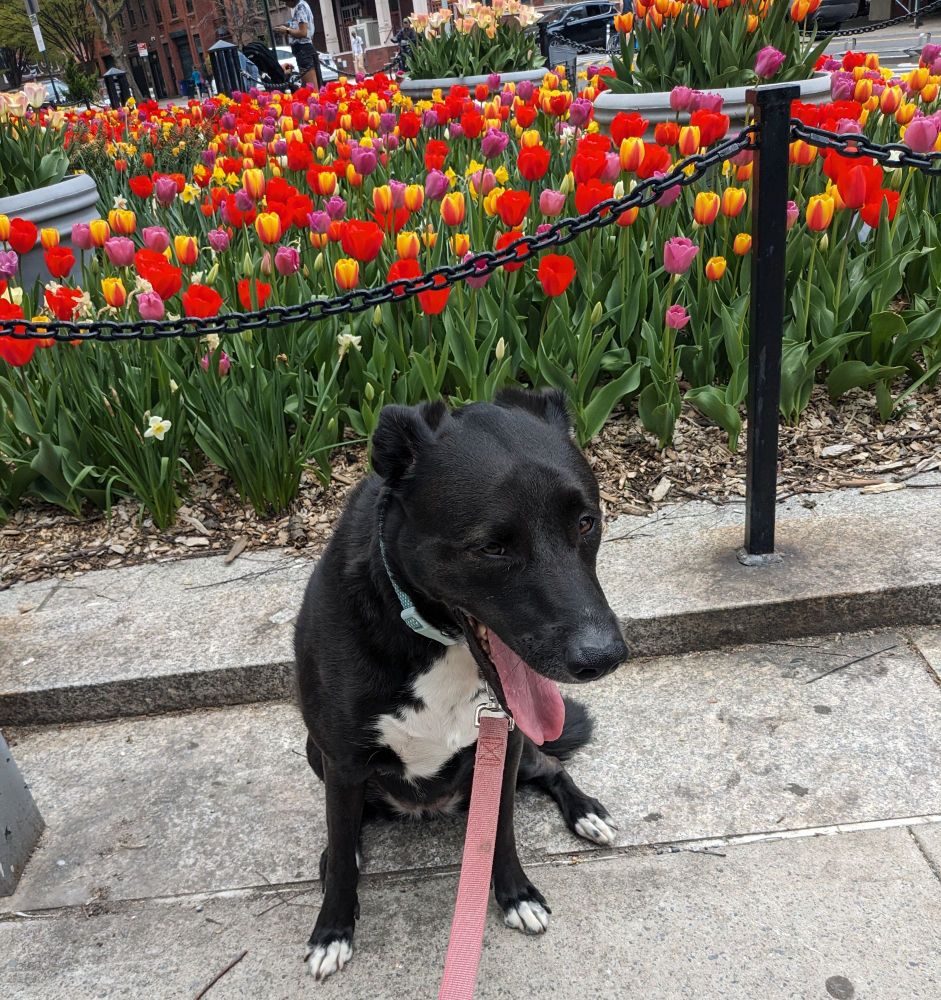 A large black dog with white chest and paws is mid-yawn in front of stunning multicolor tulips. She'd rather winter any day, thanks. 