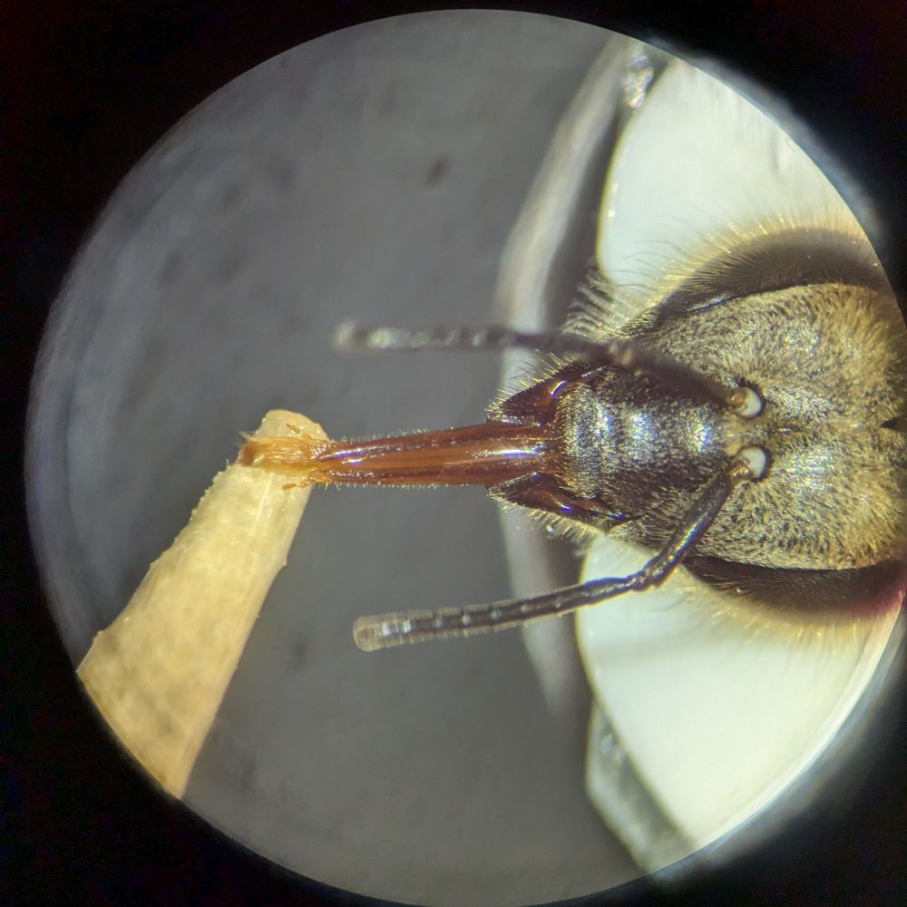 Head of a bee drinking sugar from a toothpick