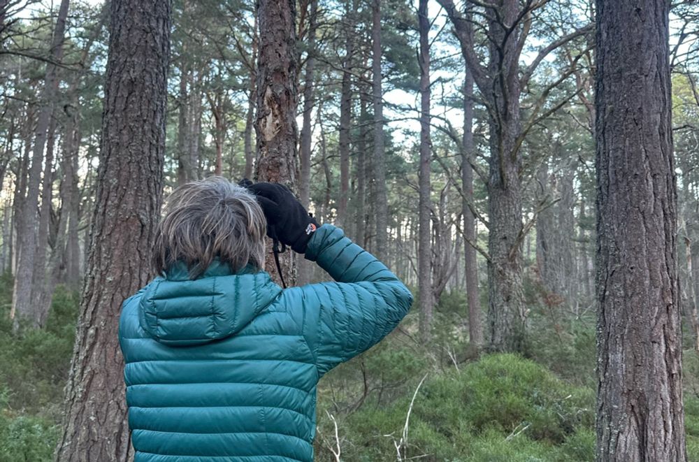 A person in a green jacket using binoculars to observe the environment in a dense pine forest.