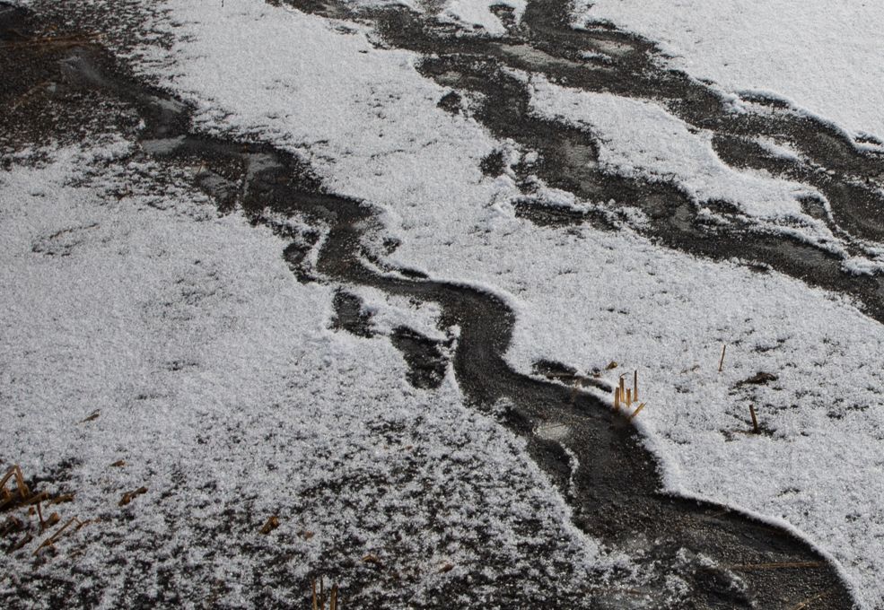 Beaver tail tracks in the snow.
