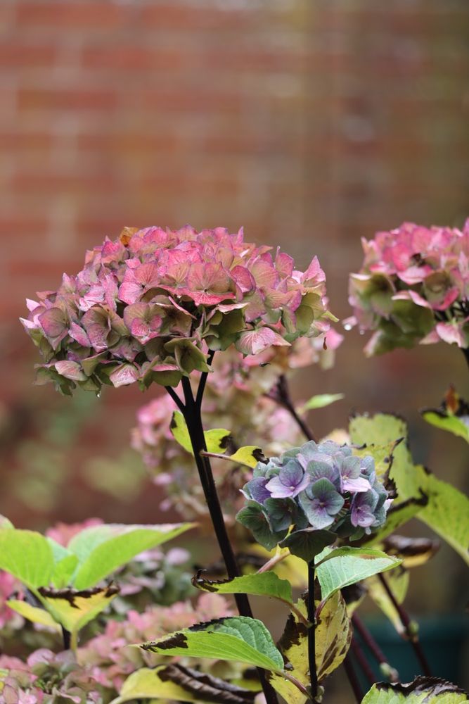 Hydrangea flowers. Their colour has almost faded, but some curious afternoon light has brought out their colours for possibly one last time. Two in pink fading into green, and one green through purple into grey.