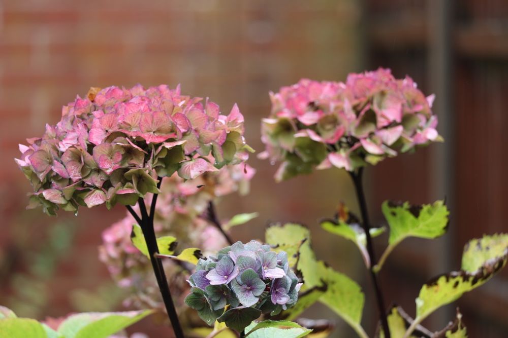 Hydrangea flowers. Their colour has almost faded, but some curious afternoon light has brought out their colours for possibly one last time. Two in pink fading into green, and one green through purple into grey. Landscape orientation.