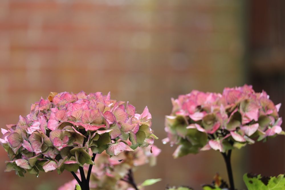 Hydrangea flowers. Their colour has almost faded, but some curious afternoon light has brought out their colours for possibly one last time. Two in pink fading into green, landscape orientation.