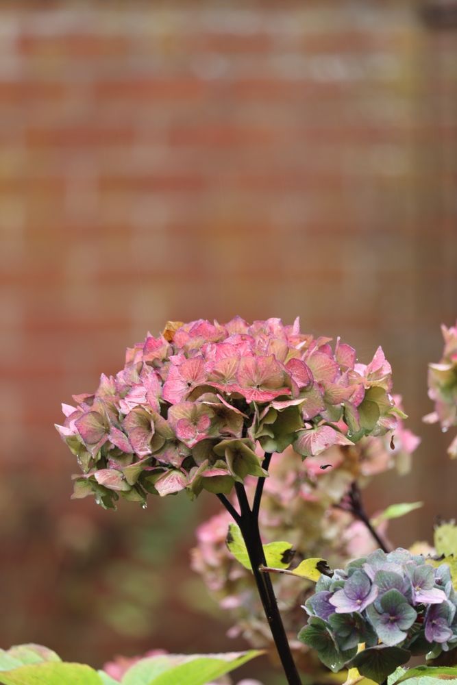 Hydrangea flowers. Their colour has almost faded, but some curious afternoon light has brought out their colours for possibly one last time. Portrait orientation with one large flower in centre of frame, this in pink fading into green, and a small one lower down, blue-green through purple into grey.