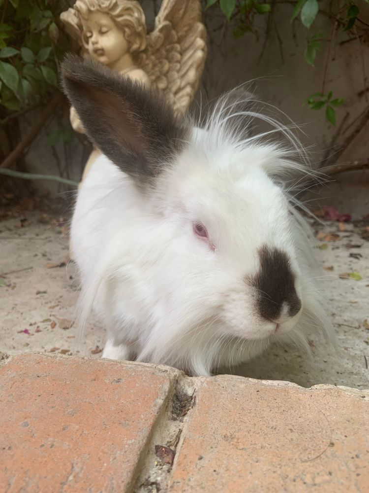Photo of a fluffy white rabbit with long ears that are dark-tipped and a dark patch on its nose. It is sitting on a brick surface in a garden. A light-colored statue of a winged angel is visible in the background, partially obscured by green foliage.