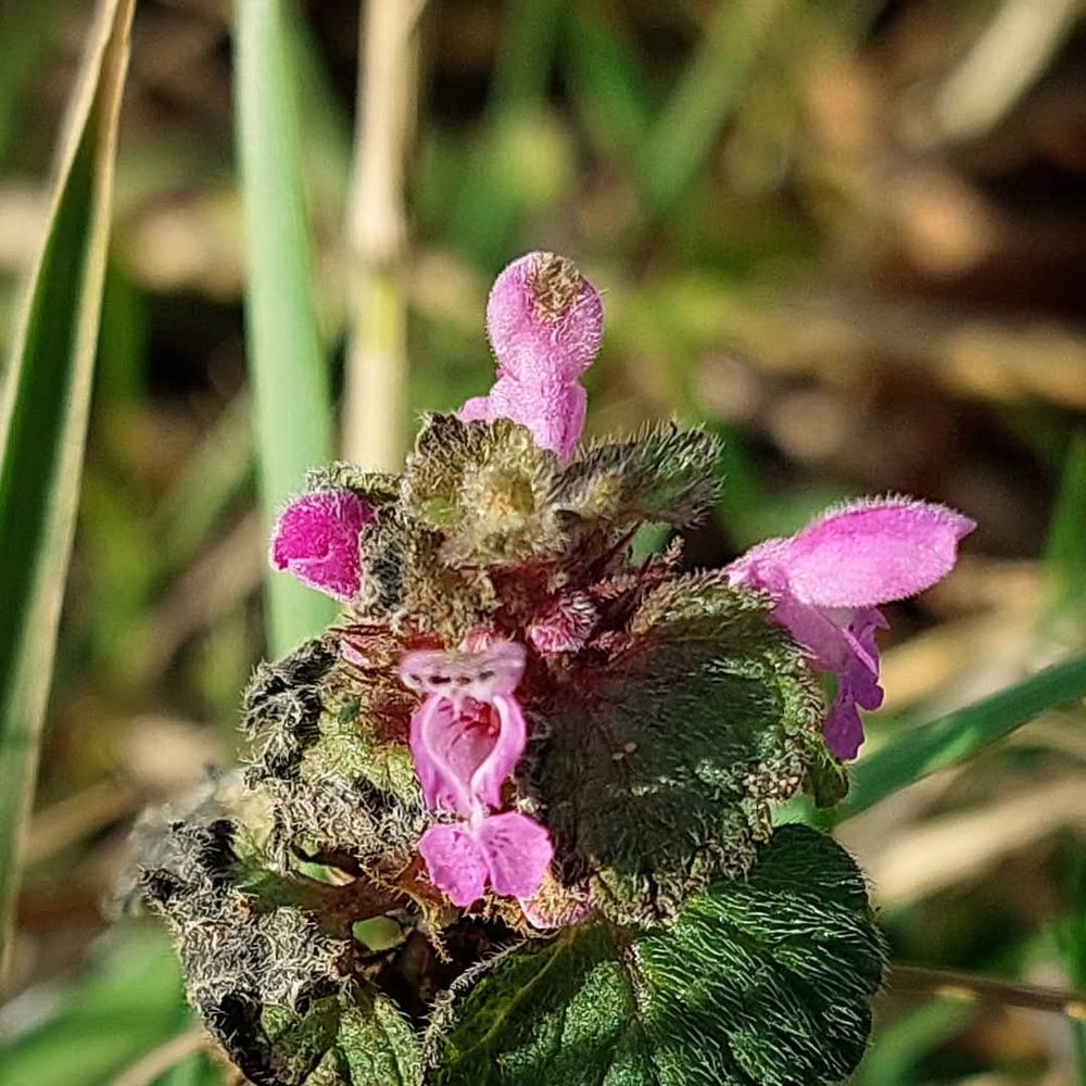 Tiny mauve flowers on aired deadnettle plant in the grass verge. The green leaves are coarse, hairy, and partly blackened by recent frosts.