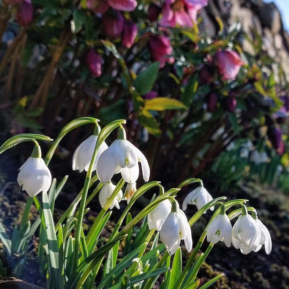 In the foreground is a clump.of white snowdrops, the flowers wide and bell-like in the sun. Blurred in rge background, in front of a drystone wall are taller red Hellebores