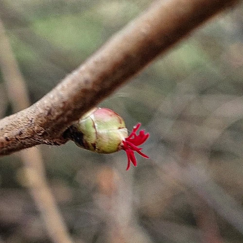 Tiny greenish flower of hazel protruding from a bare twig. The tiny, filament-like magenta styles of the flower are clustered at the end.
The background is blurred.