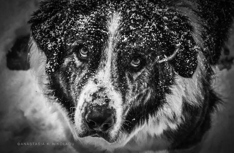 26 Αυγούστου: Παγκόσμια Ημέρα των σκύλων

___
Έχουν δική τους μοίρα τα σκυλιά
δικό τους πρόσωπο Θεού λατρεύουν
δικό τους αγναντεύουν ουρανό
δίνουν δικό τους ορισμό για τους ανθρώπους (…)

Oρέστης Αλεξάκης, Όσα δε μάθαμε ποτέ για τα σκυλιά / Από τη συλλογή “Ο ληξίαρχος” (𝟣𝟫𝟪𝟫)

___
Φωτο: Ο… χειμωνάκιας Θαλής!
(Ελληνικός Ποιμενικός)
