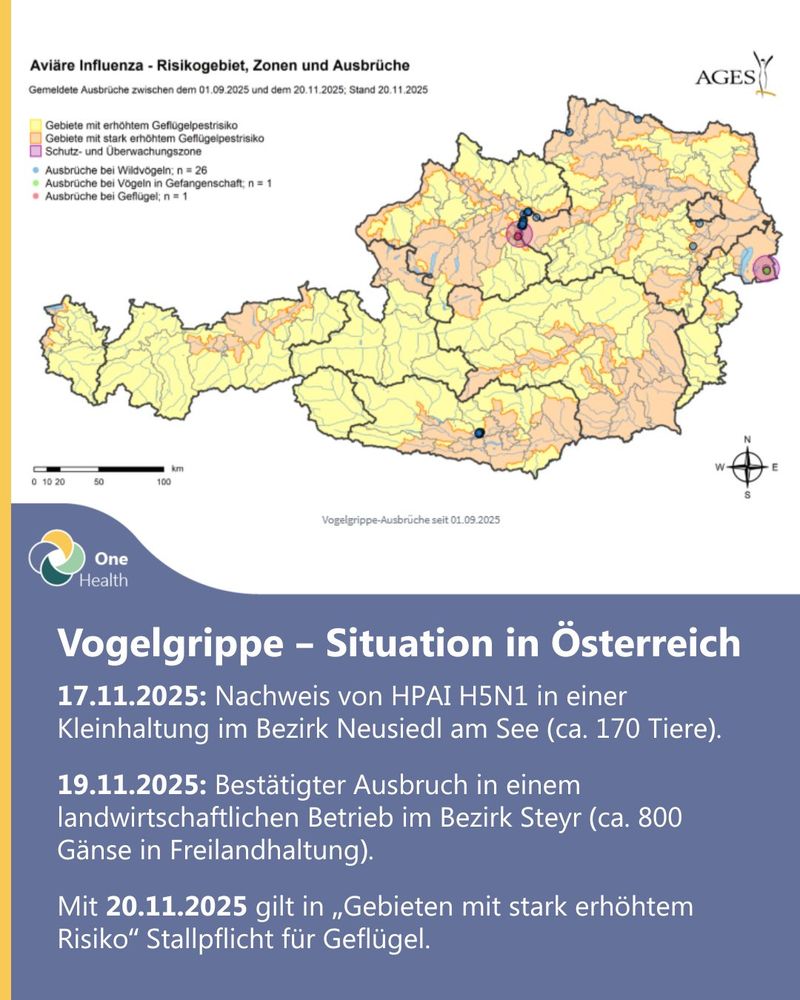 Österreichische Landkarte mit Informationen zu Vogelgrippe-Ausbrüchen und Risikozonen zwischen dem 1.9.2025 und 20.11.2025.