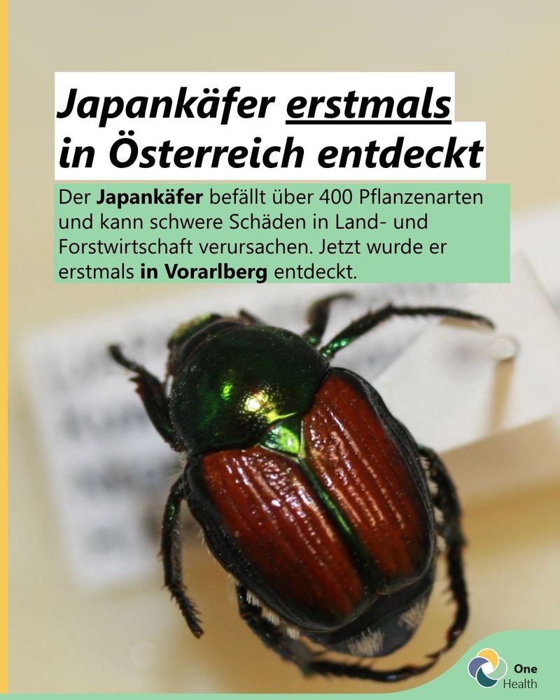 Japankäfer erstmals in Österreich entdeckt
Der Japankäfer befällt über 400 Pflanzenarten und kann schwere Schäden in Land- und Forstwirtschaft verursachen. Jetzt wurde er erstmals in Vorarlberg entdeckt.