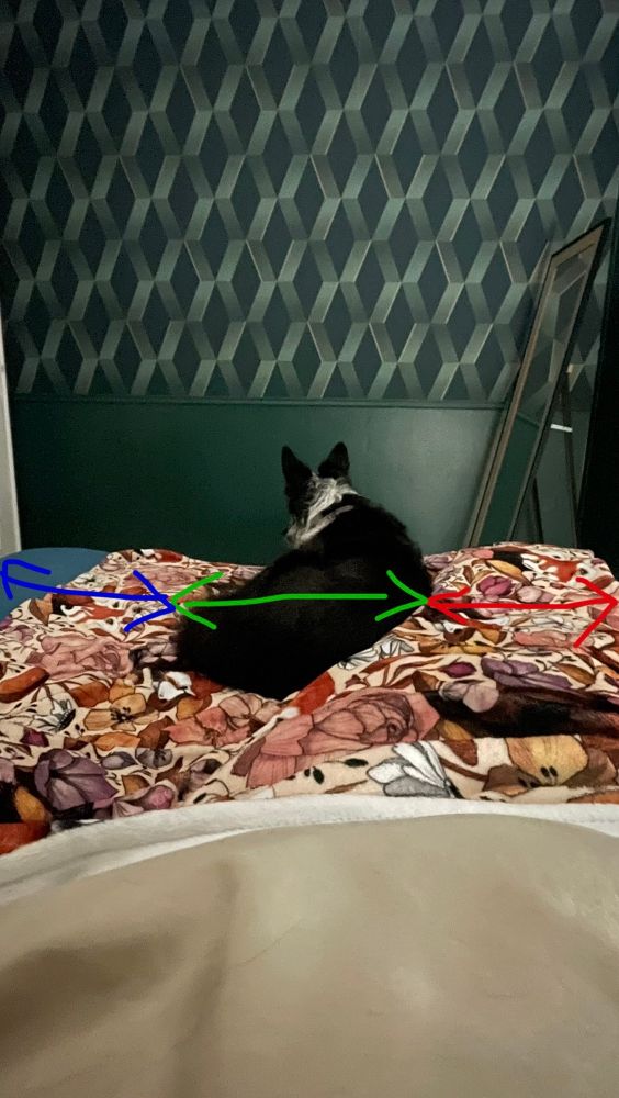 Dickens ma chienne couchee au milieu du lit, elle en prend le tiers MAIS se met au milieu donc je n’ai quasiment plus de place pour les jambes. Il y a un plaid coloré sur le lit, et derrière on voit un mur avec de la peinture verte foncée et du papier peint vert et cuivre 