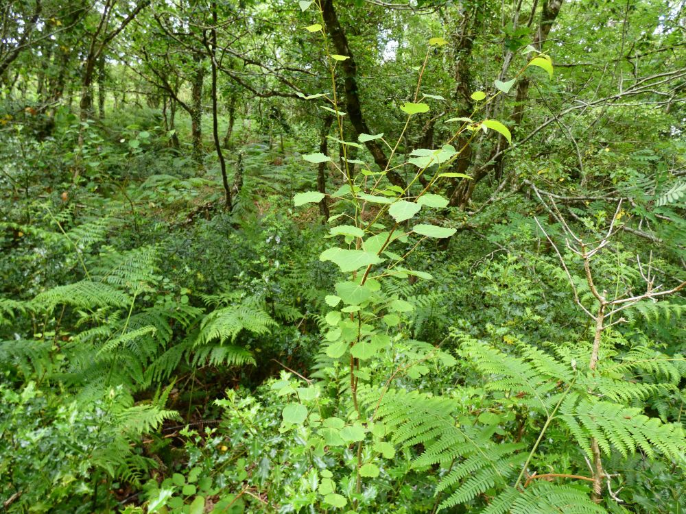 An Aspen (Populus tremula) sucker free from herbivore pressure.