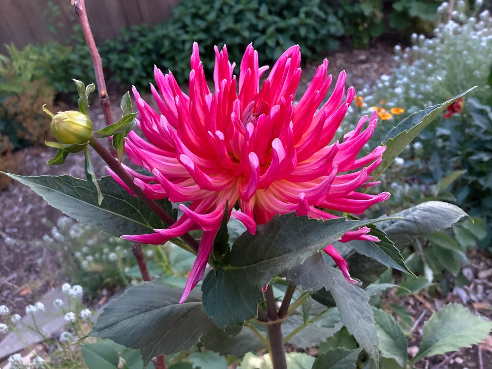 a bright magenta dinnerplate dahlia 
