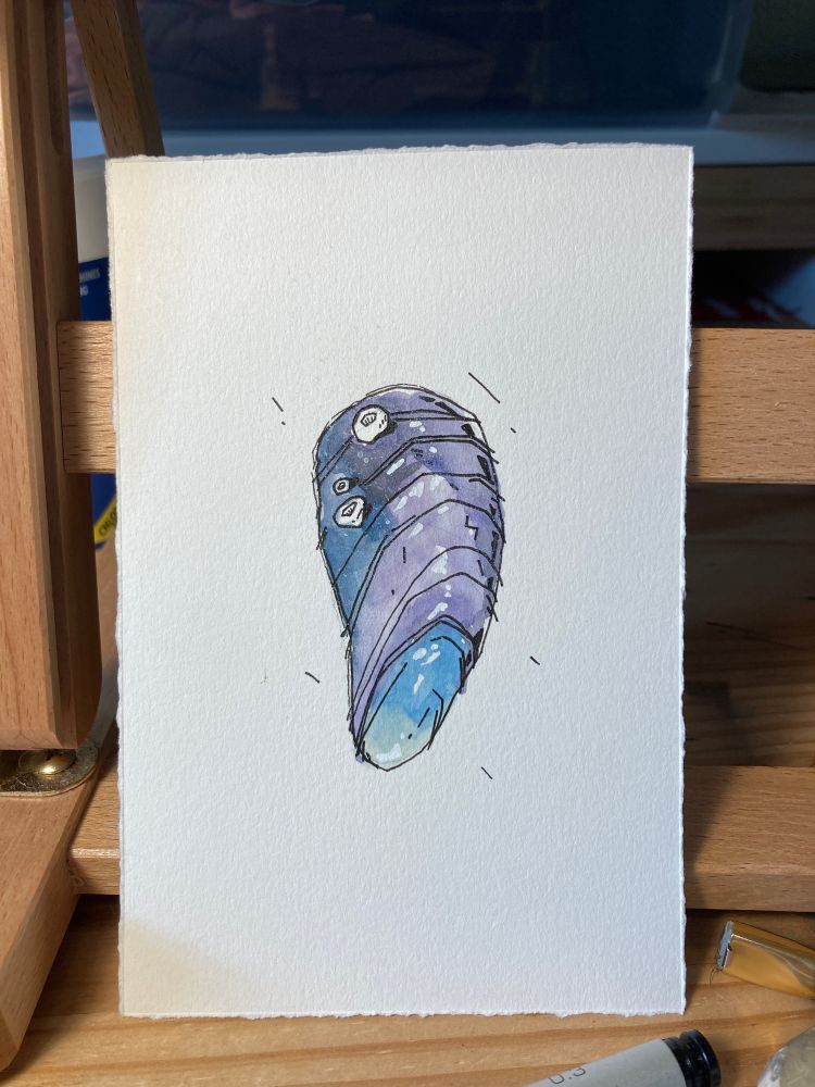 a gouache and ink drawing of a mussel shell 