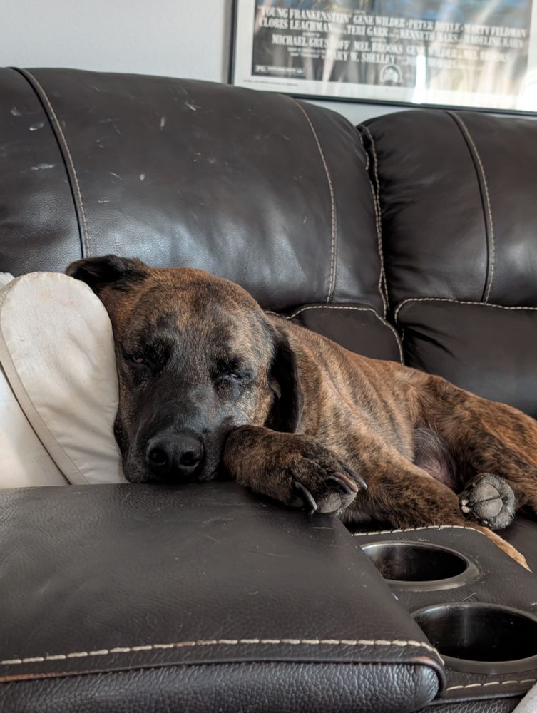 A brown dog with a black face sleeps on a brown couch with white pillows. 