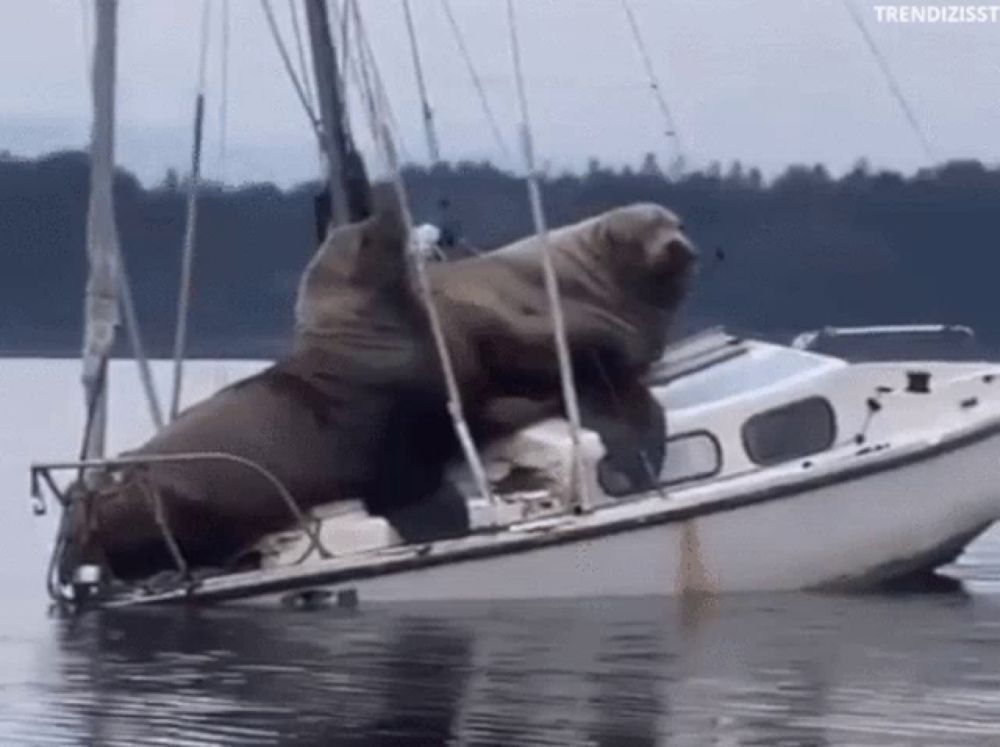 Sailing Boat Trip GIF