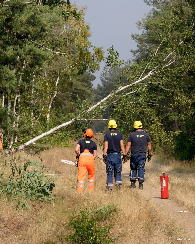 Umgestürzter Baum 