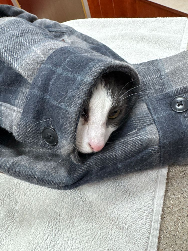 Small tuxedo cat with head barely poking out of the sleeve of a thick grey flannel.