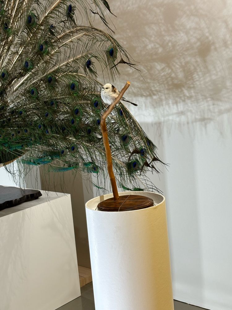 シマエナガの展示