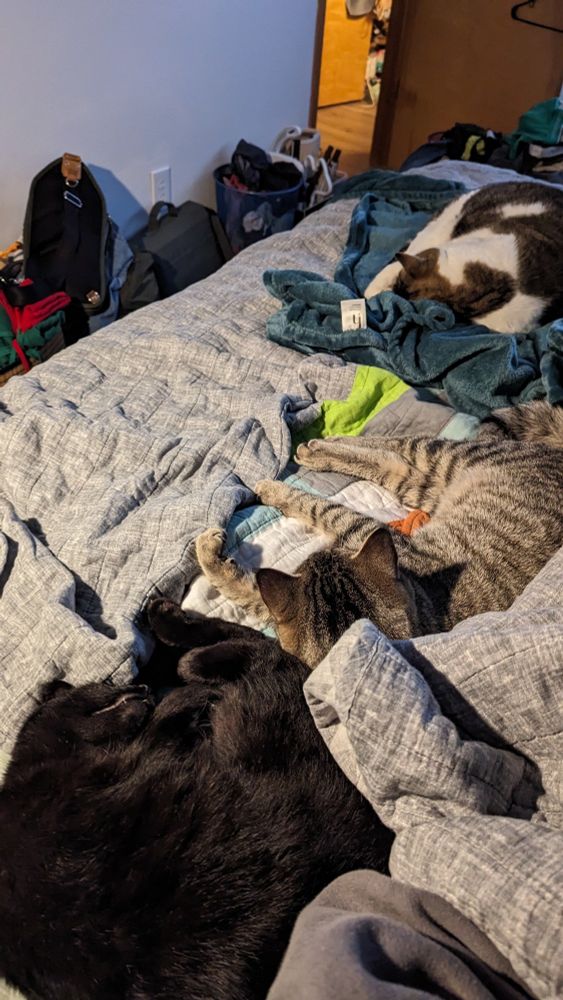 One black, one brown tabby, and one white/brown tabby cat all sleeping in a row