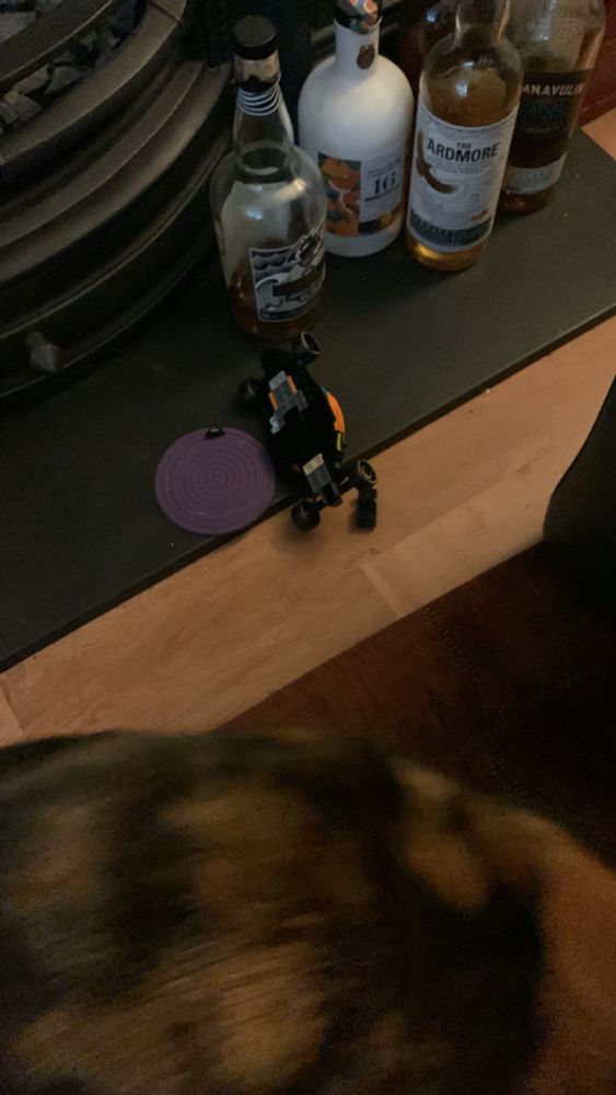 Bandita, front of shot, slinking away after dumping a Lego F1 car onto the floor.
Clear red flag situation!