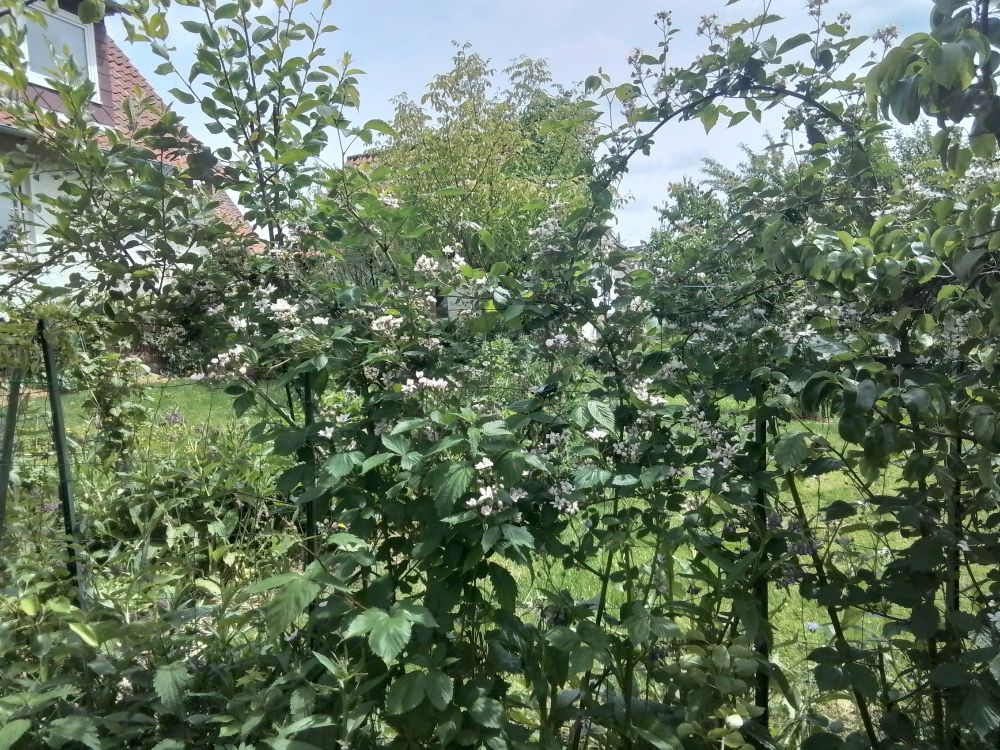 Viele kleine weiße Brombeerblüten in grünem Laub. 