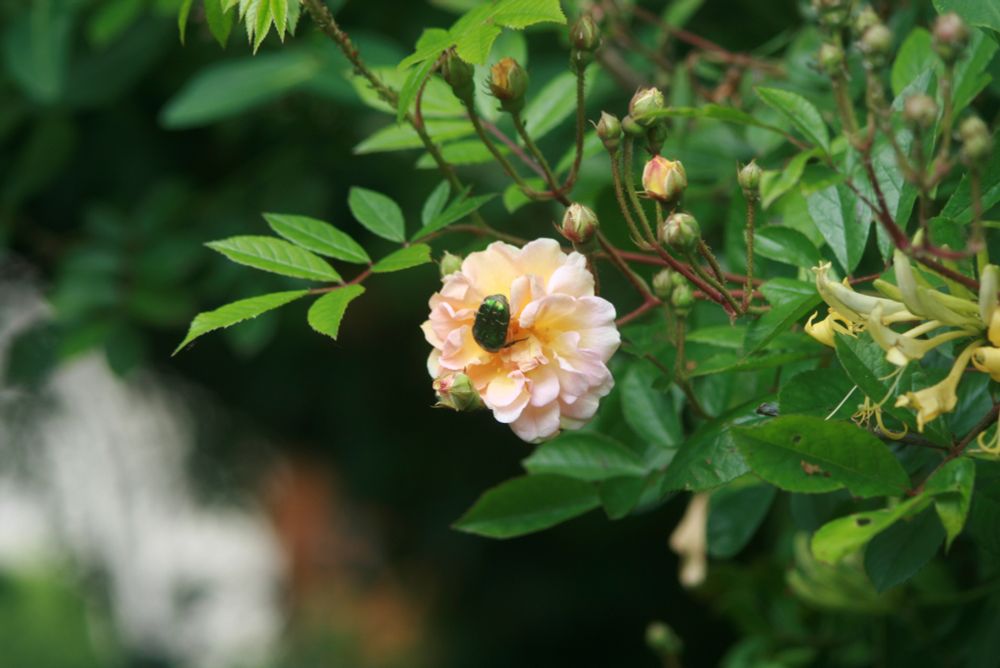 Aufgeblühte Rose "Ghislaine de Feligonde" mit grünem Rosenkäfer, im Hintergrund noch geschlossene Rosenblütenknospen. Am rechten Bildrand gelbe Blüten eines Geißblatts.