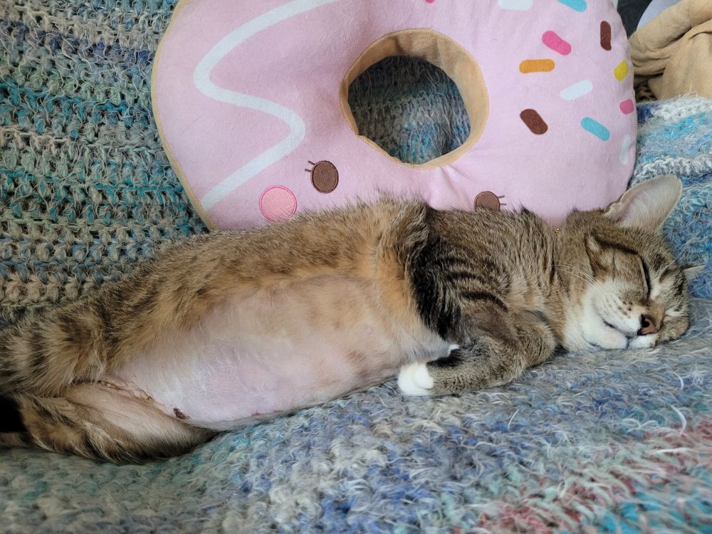A brown tabby with white toes sleeping in front of a donut pillow