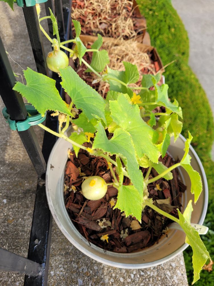 Round yellow cucumbers on the vine 