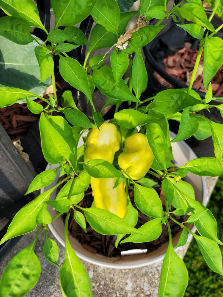 Small bell peppers turning yellow