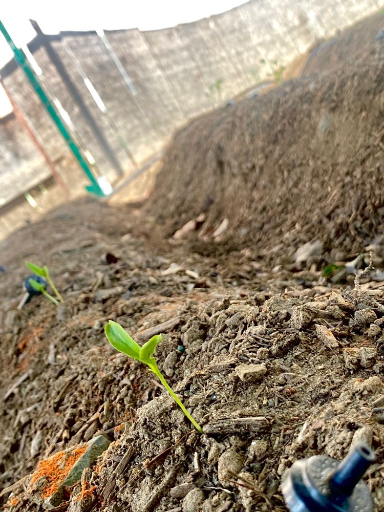 Image of jalapeño and shishito pepper sprouts germinating