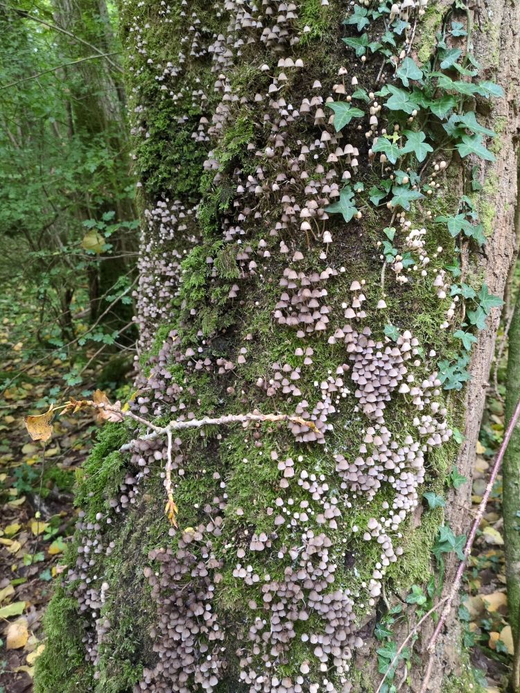 A tree in a forest with a trunk COVERED with ivy, moss and an absolute sea of tiny brown mushrooms