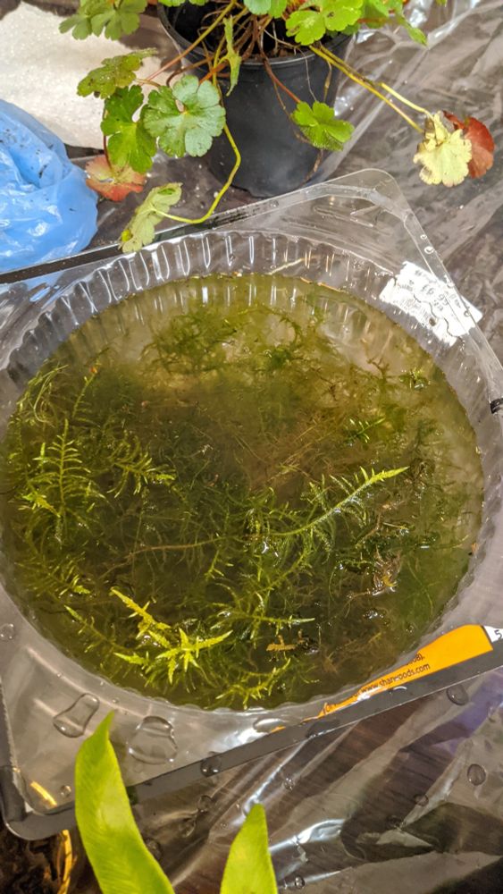 A plastic container of moss, lush and green in water