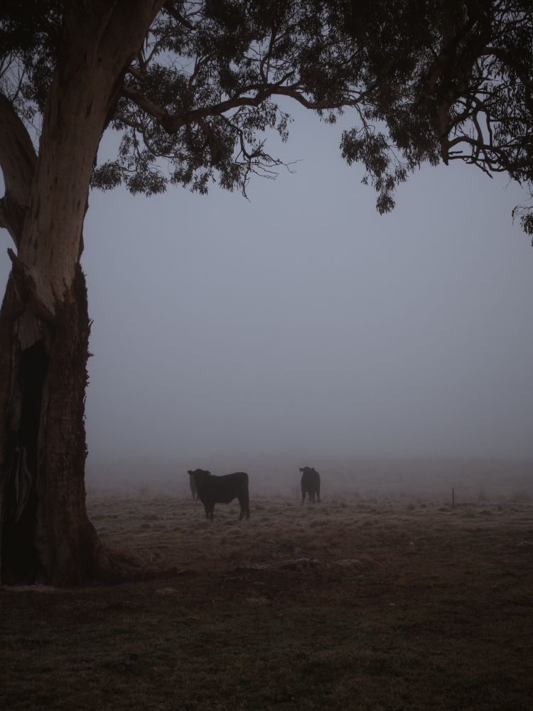 A photo taken of two black cows on a misty winter morning. The shot is framed by a tree; leaves on top, trunk to the left, and shadow deepening the foreground.
Not much is visible beyond the cows, who stand out starkly against the thick mist.