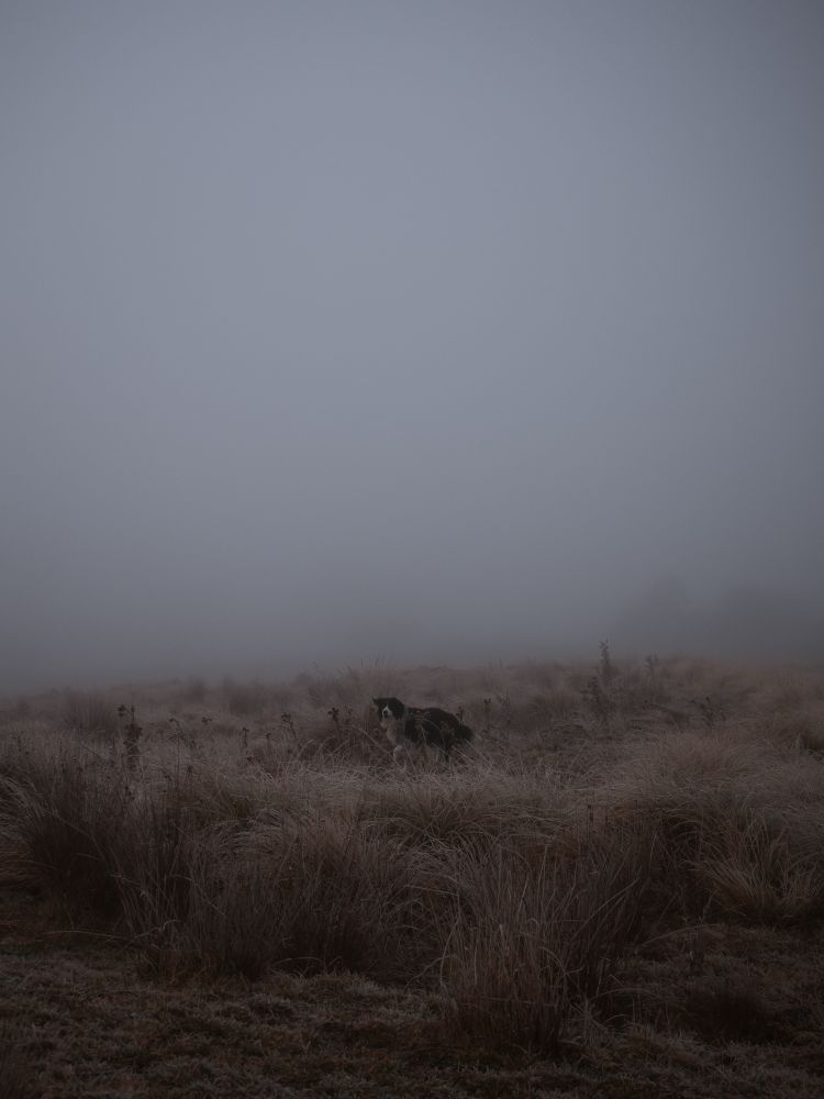 A scruffy black and white border collie trots though the centre of the frame, headed towards the photographer.
The image is moody, with mist obscuring most details beyond the dew-darkened grass.