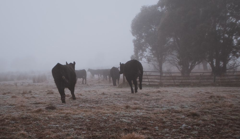 A photo of a small herd of black cows running away from the camera in the cool light of a misty morning. They are clearly playing, kicking their hind legs out and flicking their tails.
The grass is dark but capped with a light frost; the trees to the right form dark silhouettes against the fog.