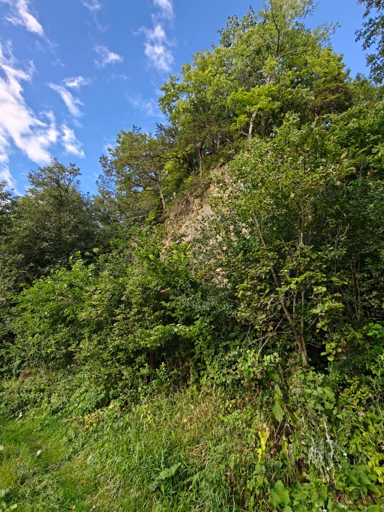 Lime bluff along trout stream. 