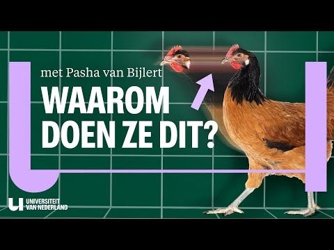 Mysterie opgelost: Dit is waarom kippen zo gek lopen