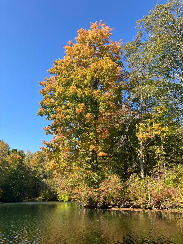 A maple tree at the water’s edge is turning yellow and orange for all. 
